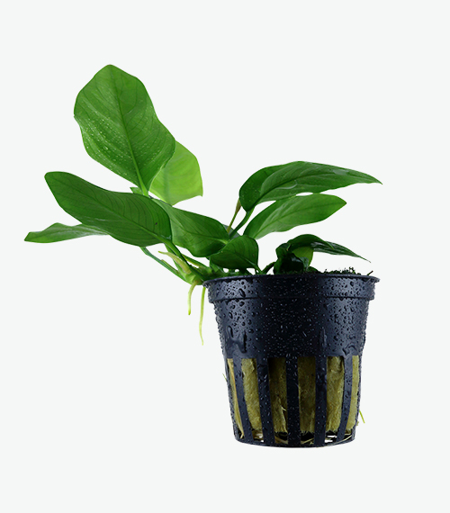 Anubias-barteri-var.-nana_1