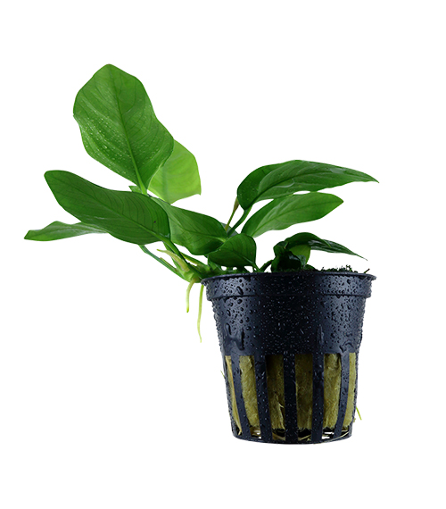 Anubias barteri var. nana