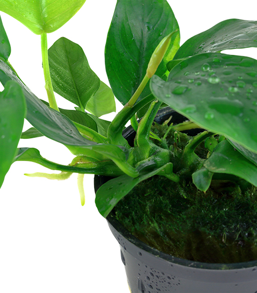 Anubias-barteri-var.-nana_1