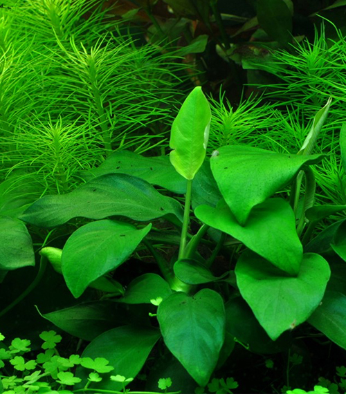 Anubias-barteri-var.-nana_1