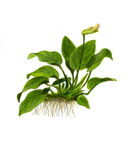 Anubias-barteri-var.-nana_1