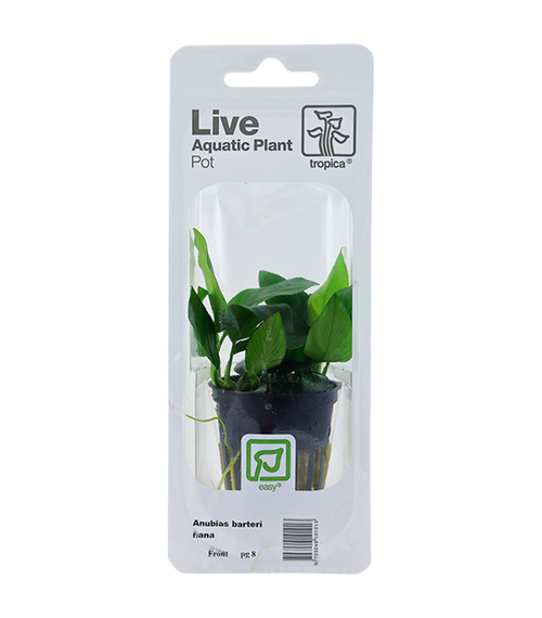 Anubias-barteri-var.-nana_1