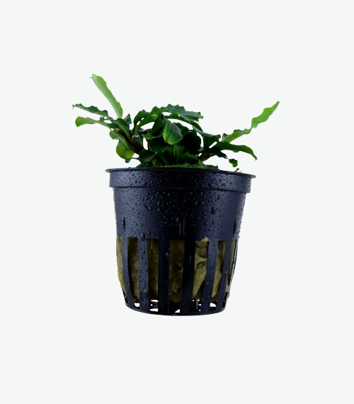 Bucephalandra pygmaea ‘Bukit Kelam’