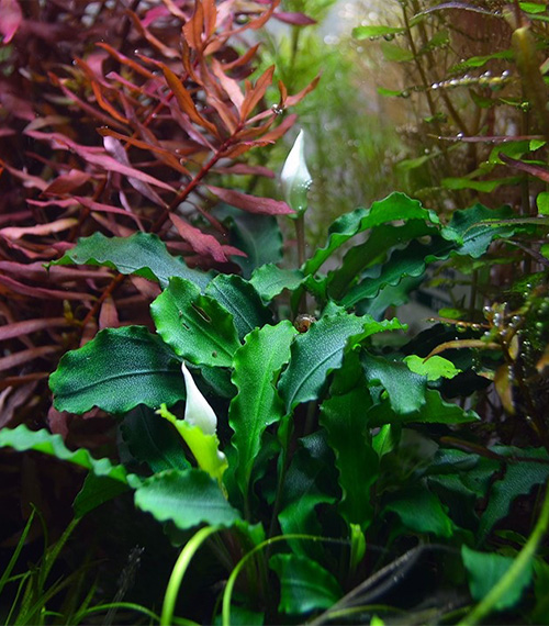 Bucephalandra pygmaea ‘Bukit Kelam’