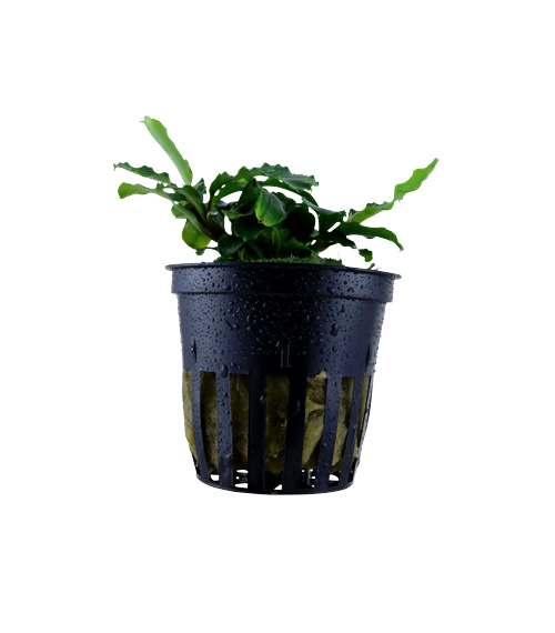 Bucephalandra pygmaea ‘Bukit Kelam’