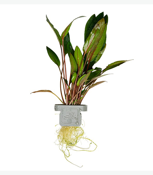 Cryptocoryne beckettii ‘Petchii’