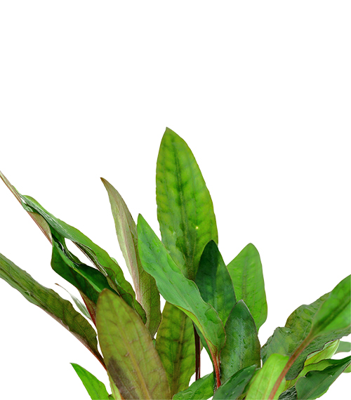 Cryptocoryne beckettii ‘Petchii’