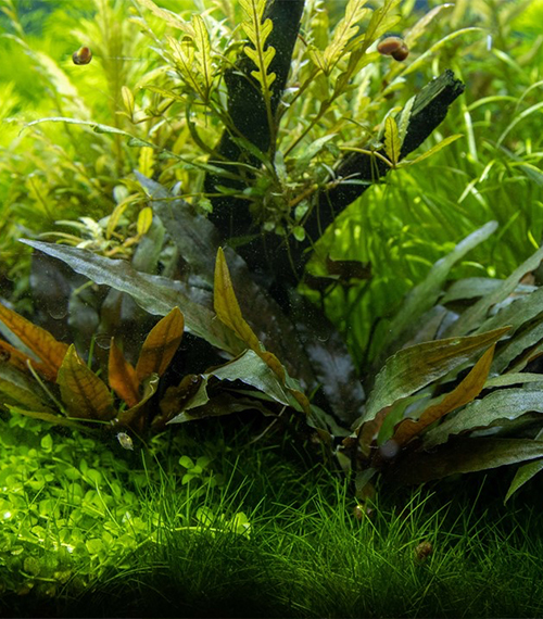 Cryptocoryne beckettii ‘Petchii’