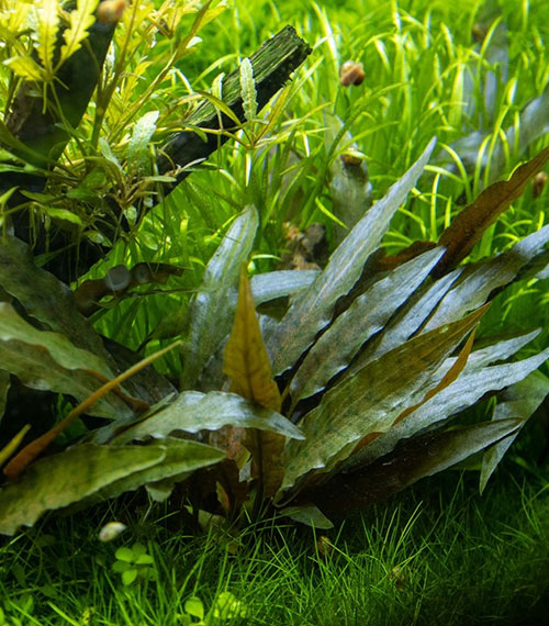 Cryptocoryne beckettii ‘Petchii’