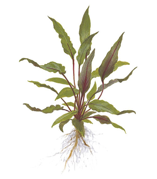 Cryptocoryne beckettii ‘Petchii’