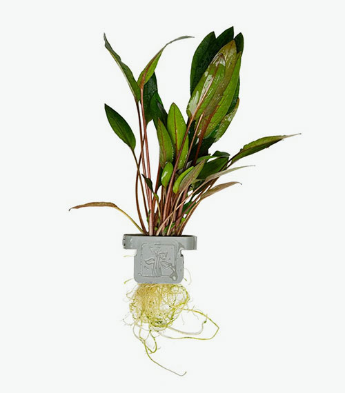 Cryptocoryne beckettii ‘Petchii’