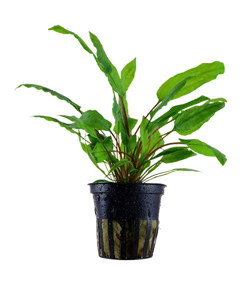 Cryptocoryne wendtii ‘Tropica’