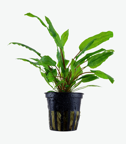 Cryptocoryne-wendtii-‘Tropica’
