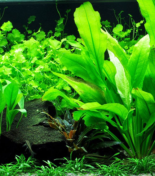 Echinodorus grisebachii 'Bleherae'