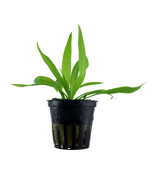 Helanthium bolivianum 'Quadricostatus'