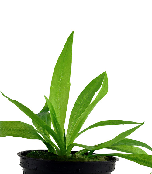 Helanthium bolivianum 'Quadricostatus'
