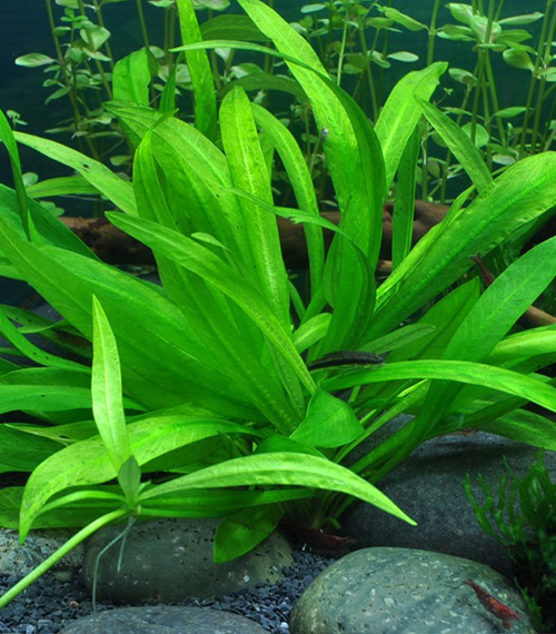 Helanthium bolivianum 'Quadricostatus'