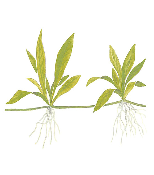 Helanthium bolivianum 'Quadricostatus'