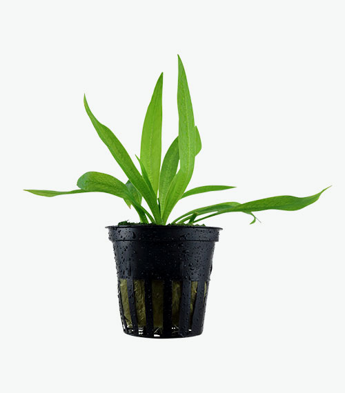 Helanthium bolivianum 'Quadricostatus'