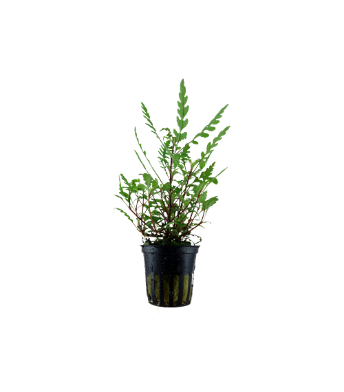 Hygrophila pinnatifida