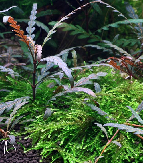 Hygrophila pinnatifida