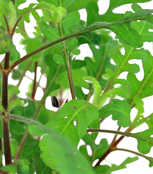 Hygrophila pinnatifida