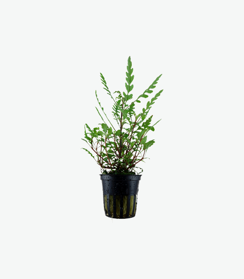 Hygrophila pinnatifida