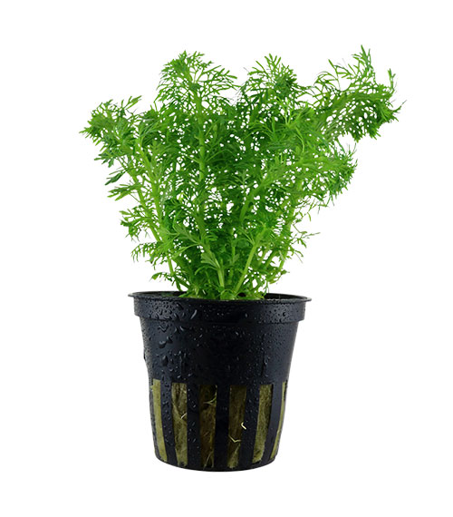 Limnophila sessiliflora