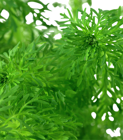 Limnophila sessiliflora