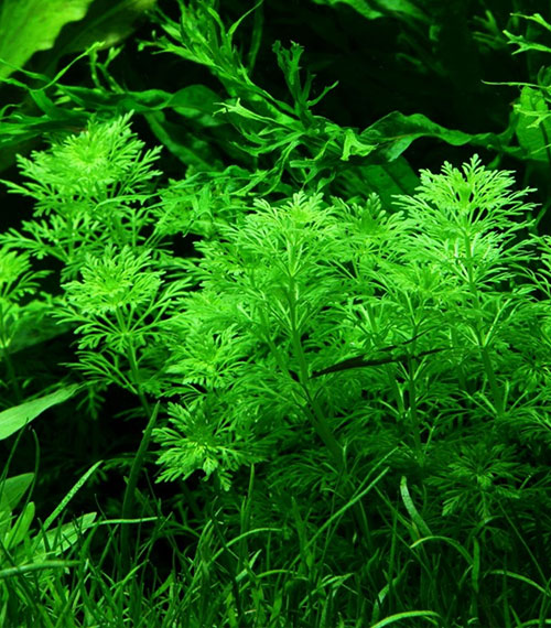 Limnophila sessiliflora