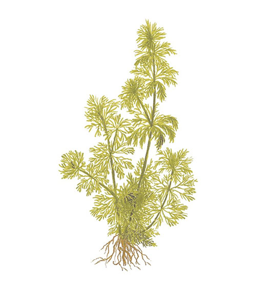 Limnophila sessiliflora