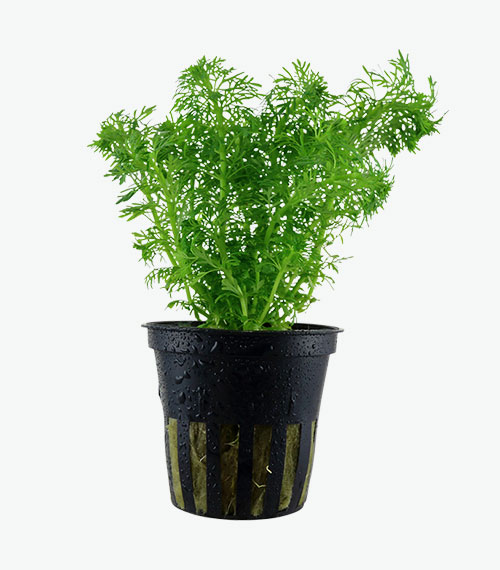 Limnophila sessiliflora