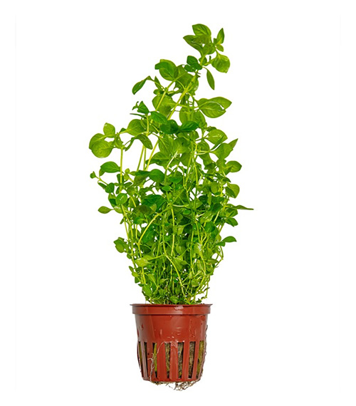 Ludwigia palustris 'Green'