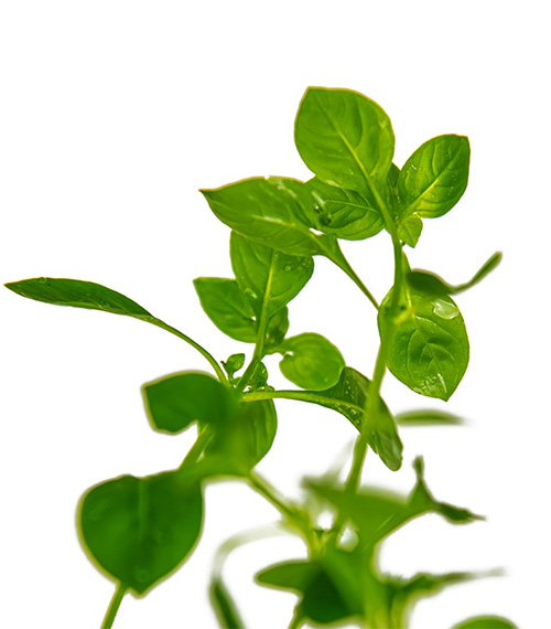 Ludwigia palustris green