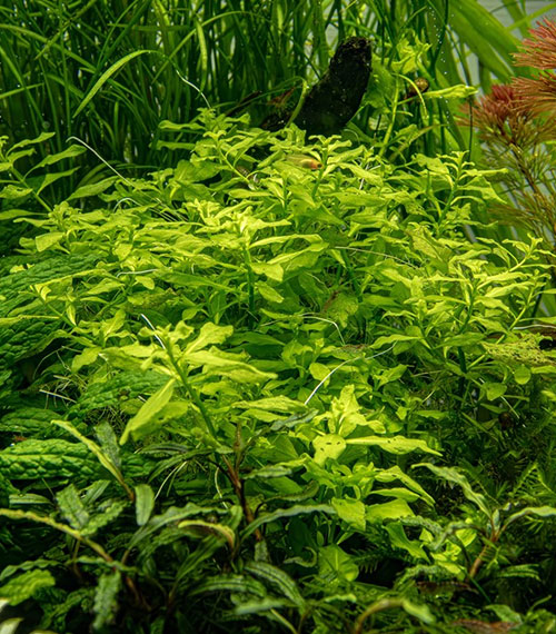 Ludwigia palustris green