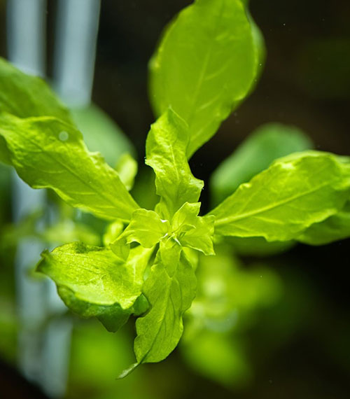Ludwigia palustris green