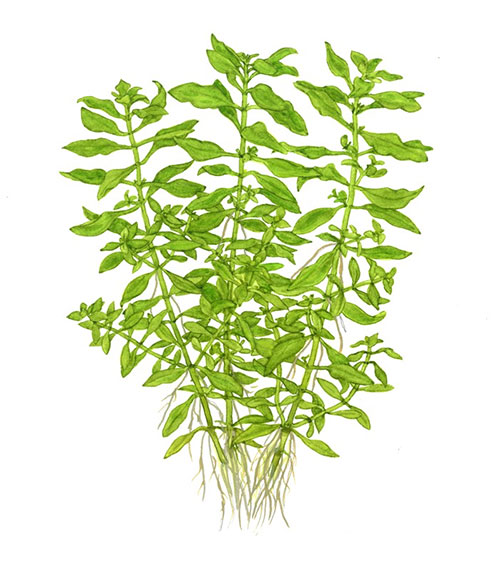 Ludwigia palustris green