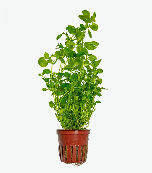 Ludwigia palustris green