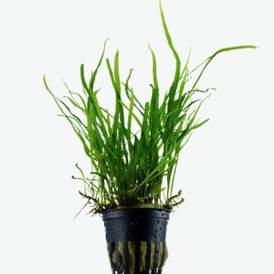 Microsorum pteropus ‘Trident’