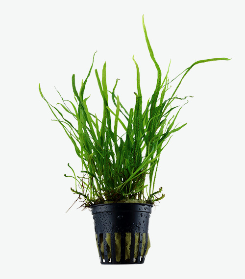 Microsorum pteropus ‘Trident’