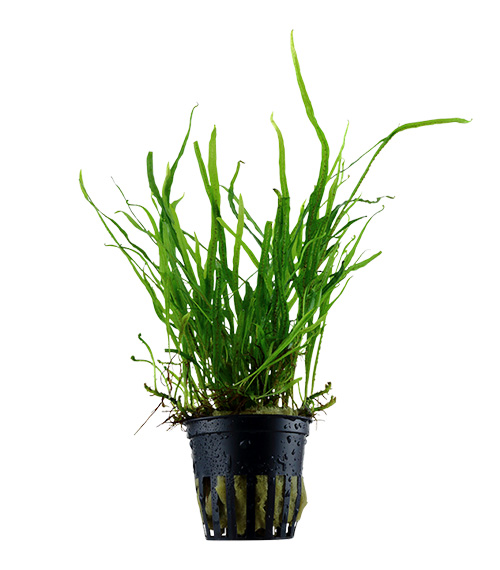 Microsorum pteropus ‘Trident’