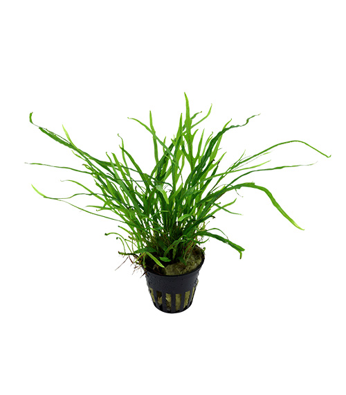 Microsorum pteropus ‘Trident’