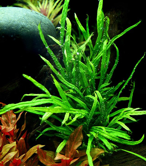 Microsorum pteropus ‘Trident’