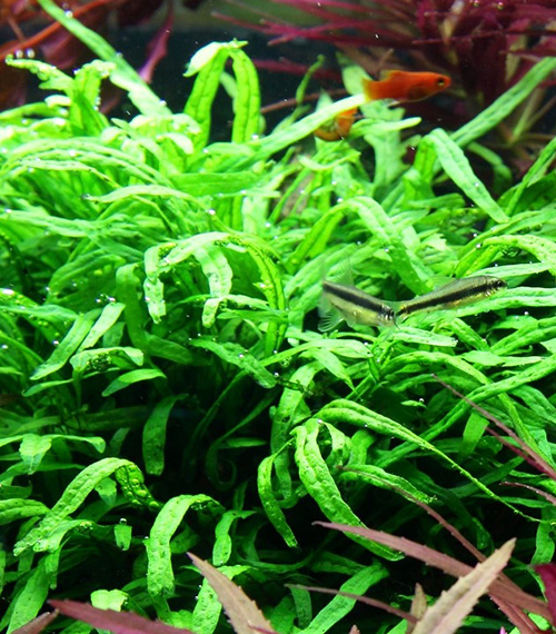 Microsorum pteropus ‘Trident’