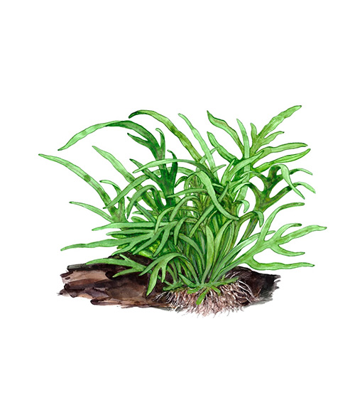 Microsorum pteropus ‘Trident’