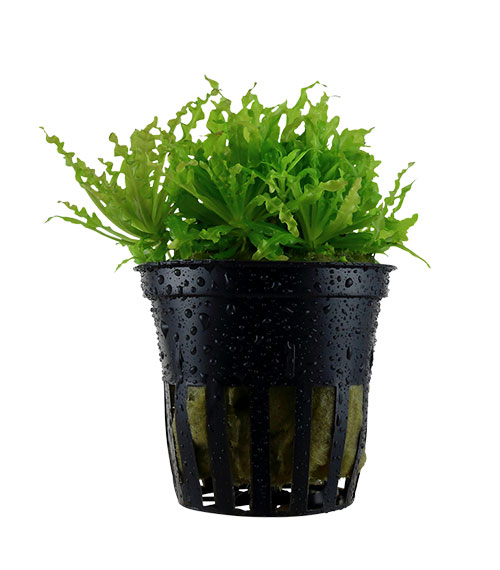 Pogostemon helferi
