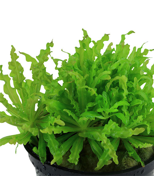 Pogostemon helferi