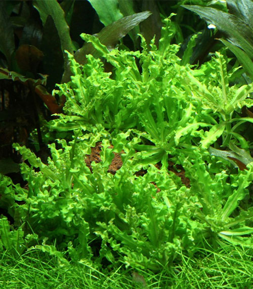Pogostemon helferi