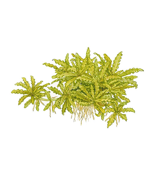 Pogostemon helferi