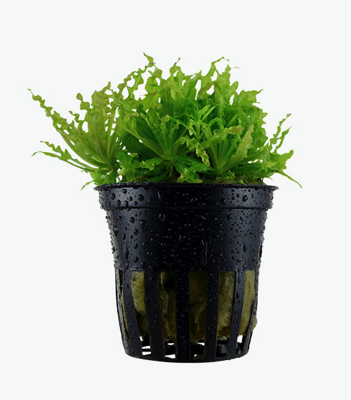 Pogostemon helferi